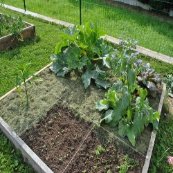 Le potager en carrés est un procédé pratique pour cultiver les légumes.