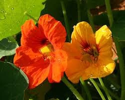 Avez-vous déjà mangé  des fleurs comestibles ?