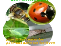Comment lutter contre les pucerons noirs sur les fèves ?
