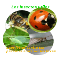 Des insectes qui aident à lutter contre la prolifération des pucerons noirs sur les fèves