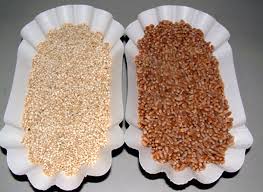 Le quinoa, la petite graine bio qui monte