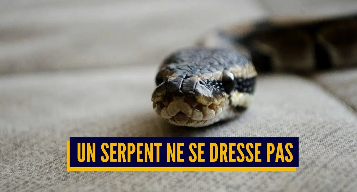 4 choses à savoir avant d’adopter un serpent