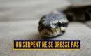 4 choses à savoir avant d’adopter un serpent