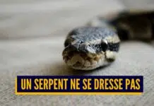 4 choses à savoir avant d’adopter un serpent