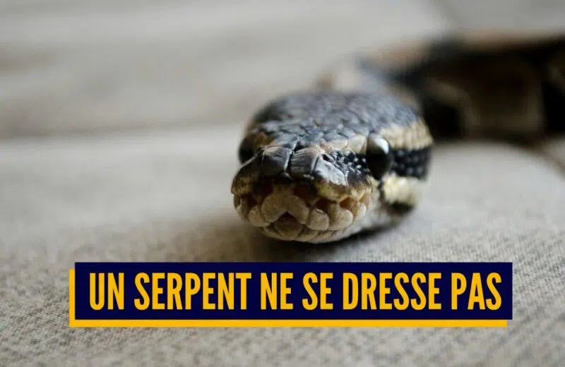 4 choses à savoir avant d’adopter un serpent