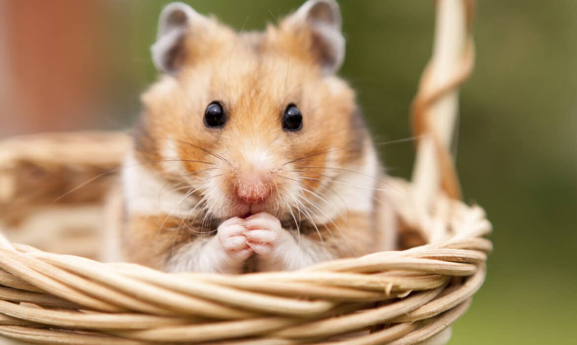 Rongeur : Quelques conseils pour bien élever son hamster