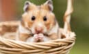 Rongeur : Quelques conseils pour bien élever son hamster