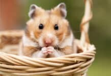 Rongeur : Quelques conseils pour bien élever son hamster