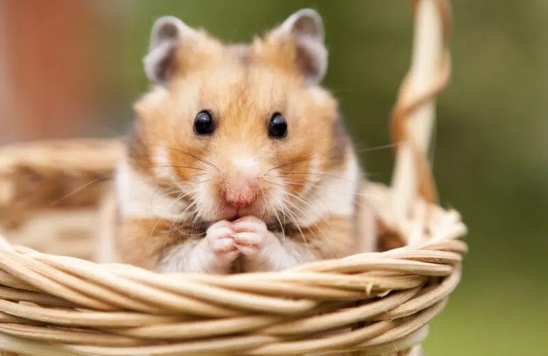 Rongeur : Quelques conseils pour bien élever son hamster