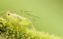 Potager : 3 remèdes naturelles contre les pucerons