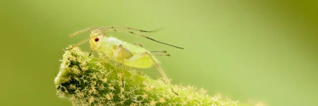 Potager : 3 remèdes naturelles contre les pucerons