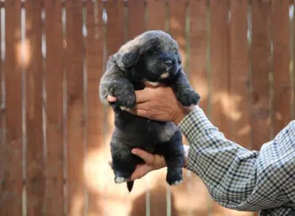 Chien : 5 trucs à savoir sur le Berger du Caucase