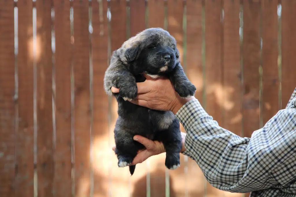 Chien : 5 trucs à savoir sur le Berger du Caucase