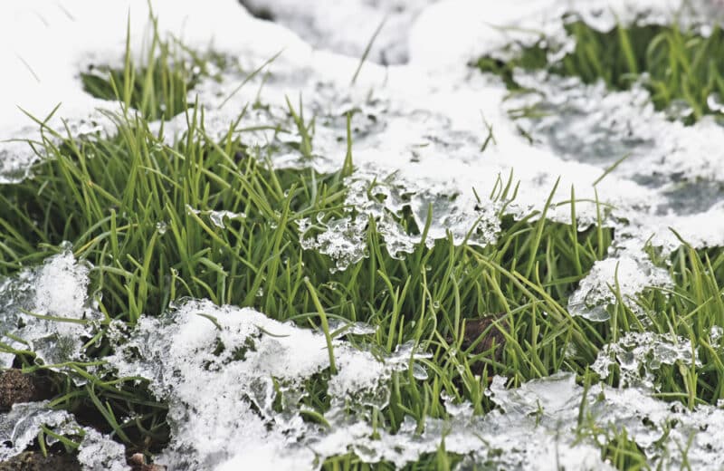 Comment entretenir sa pelouse en hiver ?