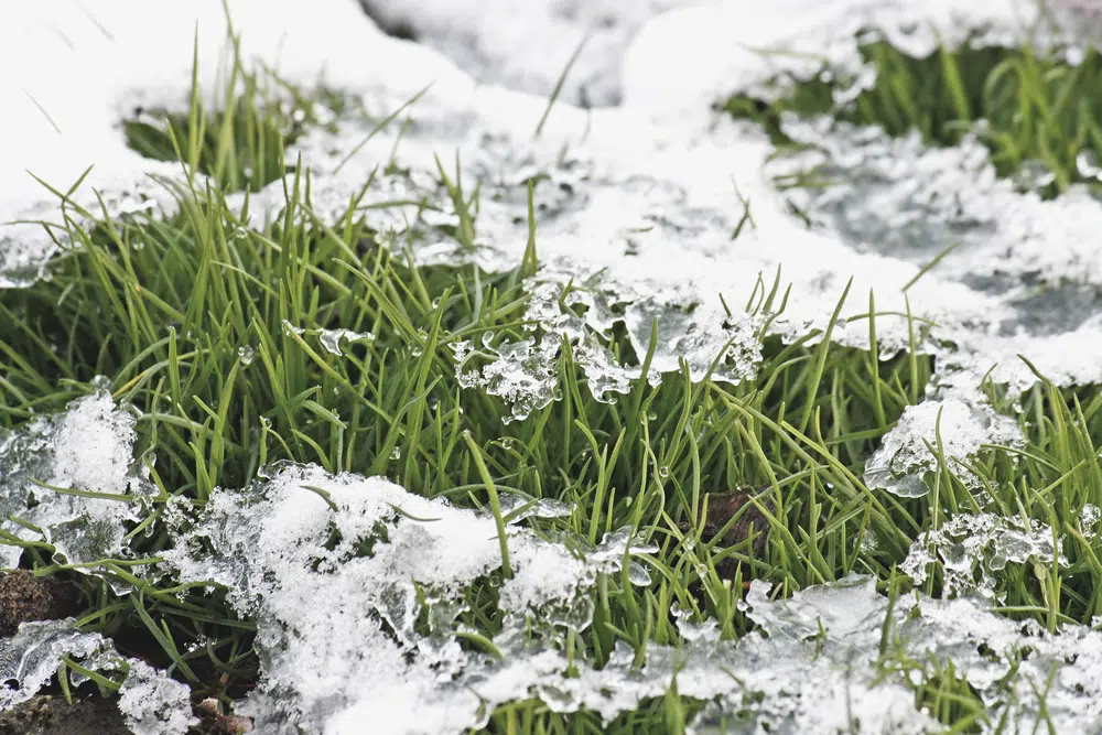 Comment entretenir sa pelouse en hiver ?