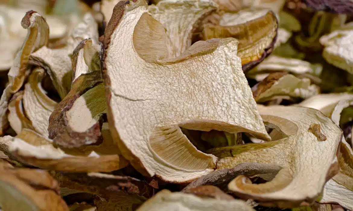Le cèpe séché : un trésor culinaire à portée de main
