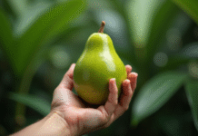Comment choisir et savourer un fruit exotique vert