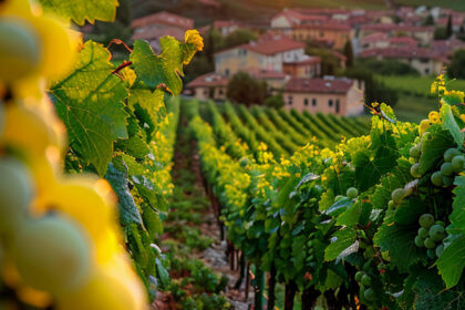 Chablis : un vin blanc de Bourgogne taillé pour la table
